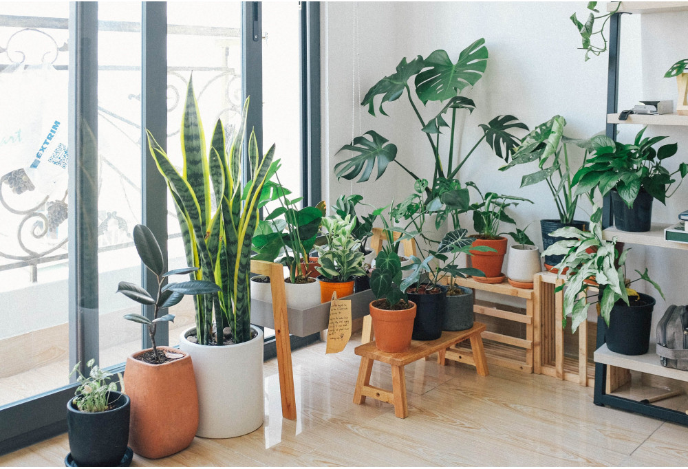 Easily create an indoor garden at home
